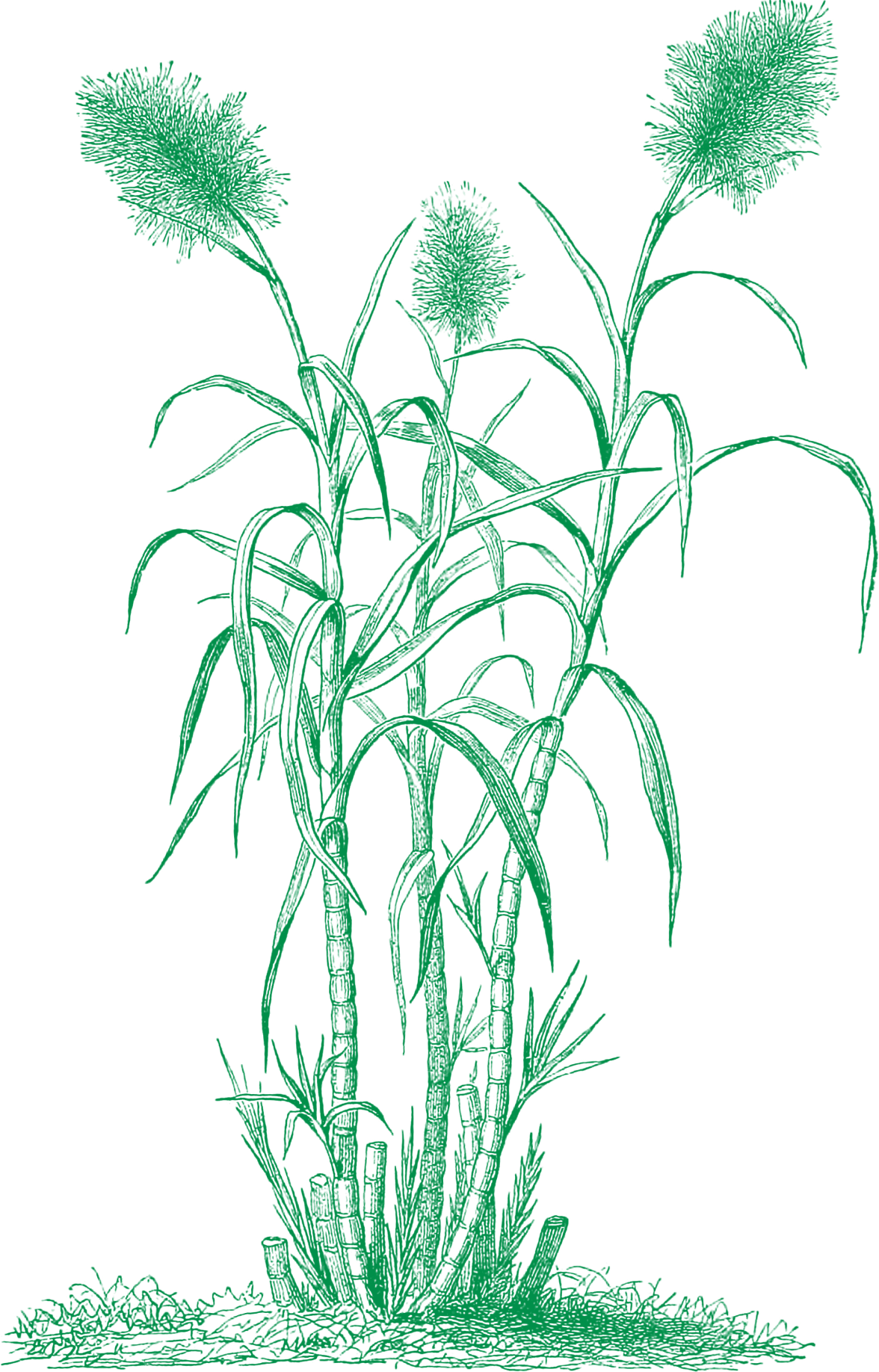 Sugarcane
