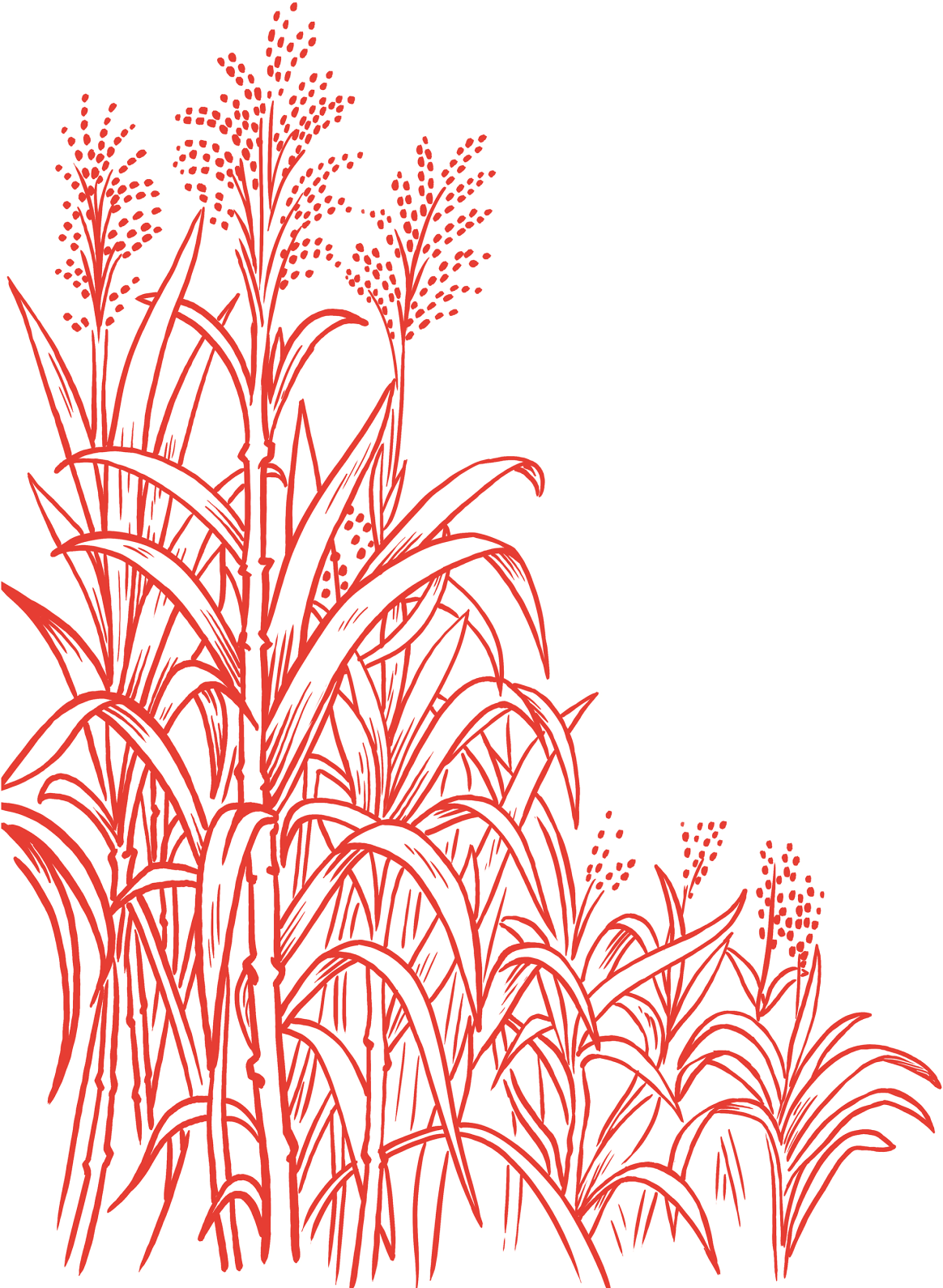Sugar Canes