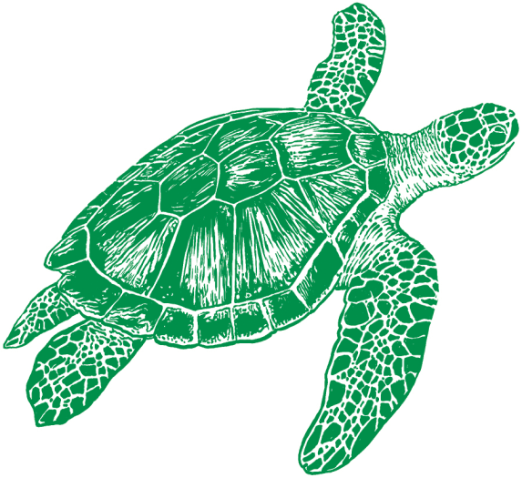 Tortoise
